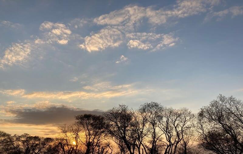 枝が空ける夕焼け画像